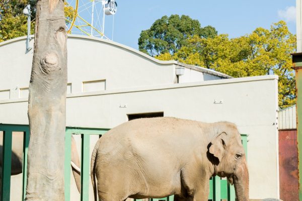 王子動物園