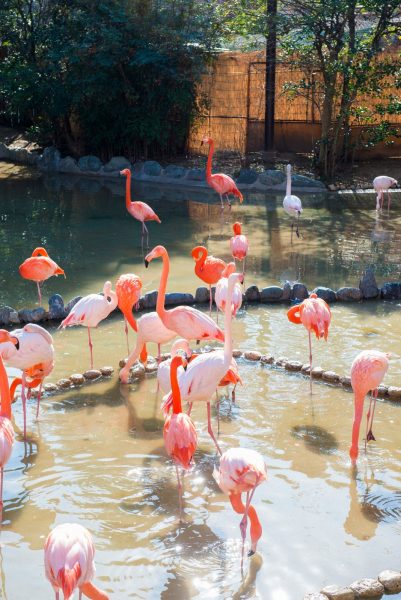 王子動物園