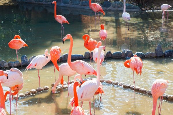 王子動物園