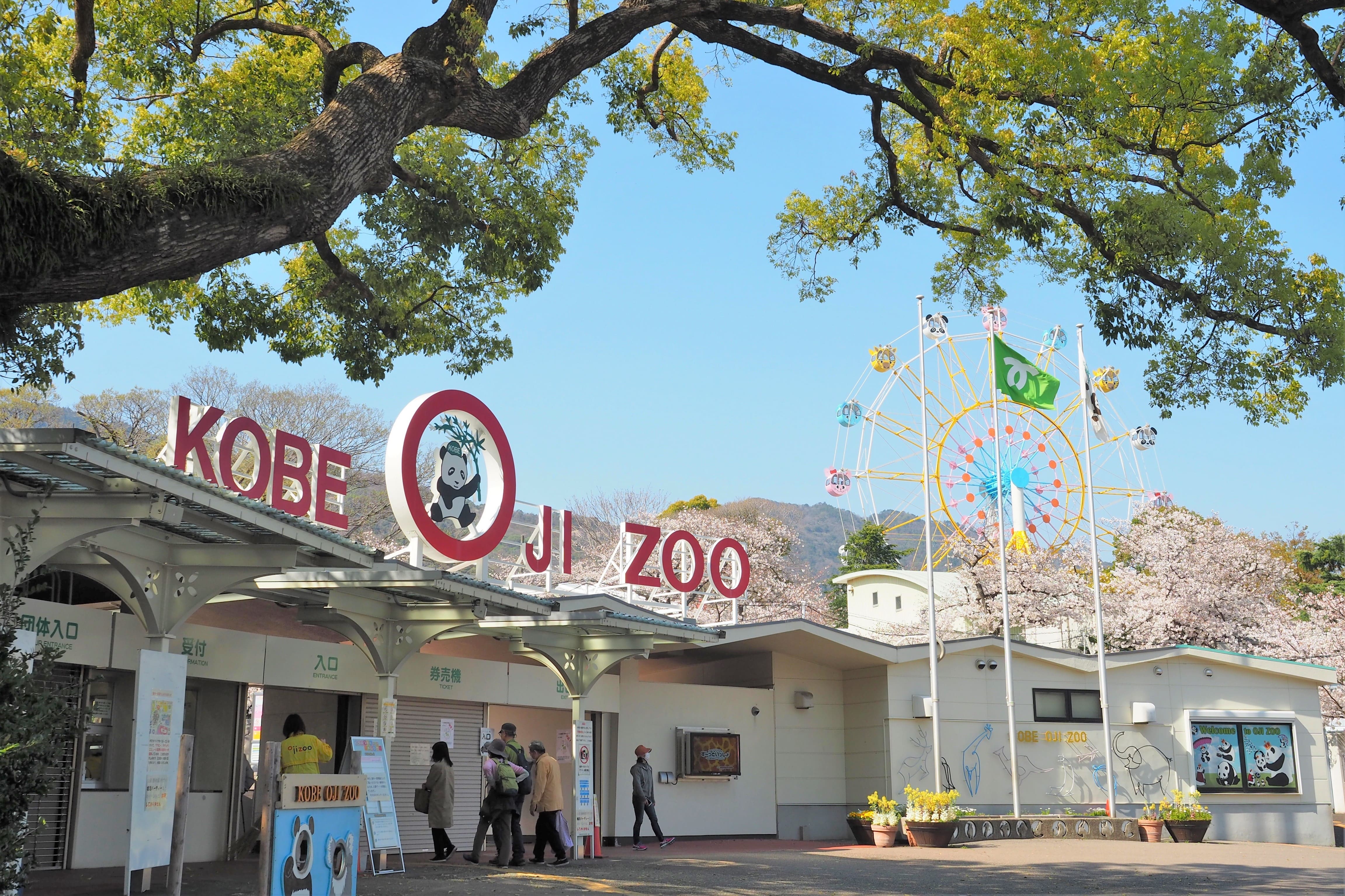 王子動物園 桜