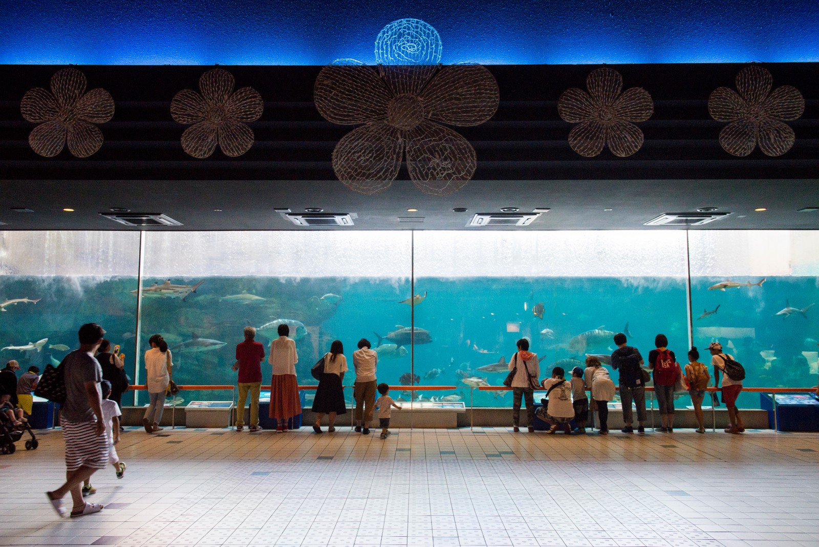 須磨海浜水族園 神戸公式観光写真ライブラリー Feelphoto 7279