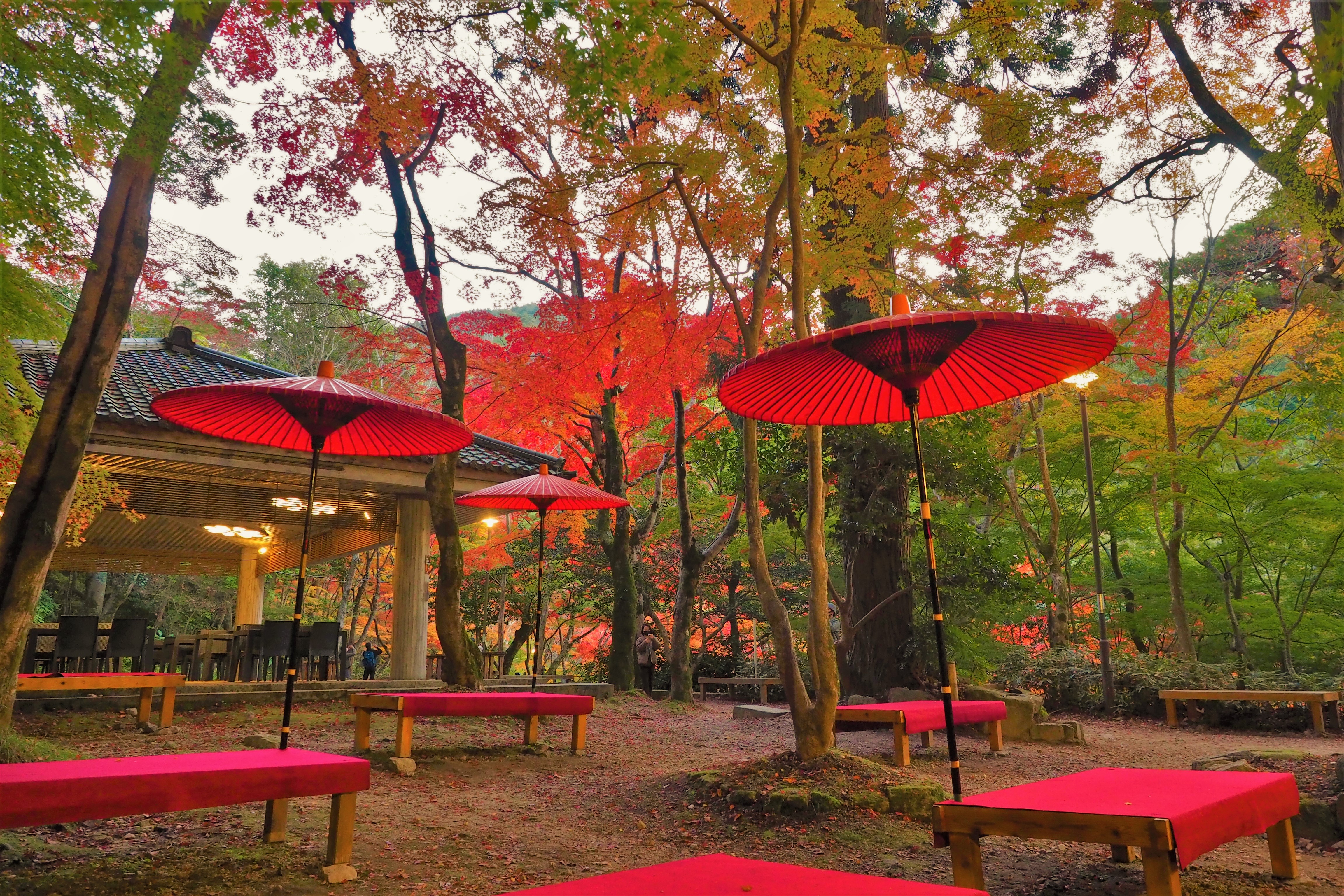 瑞宝寺公園の紅葉