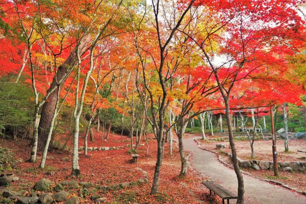 瑞宝寺公園の紅葉