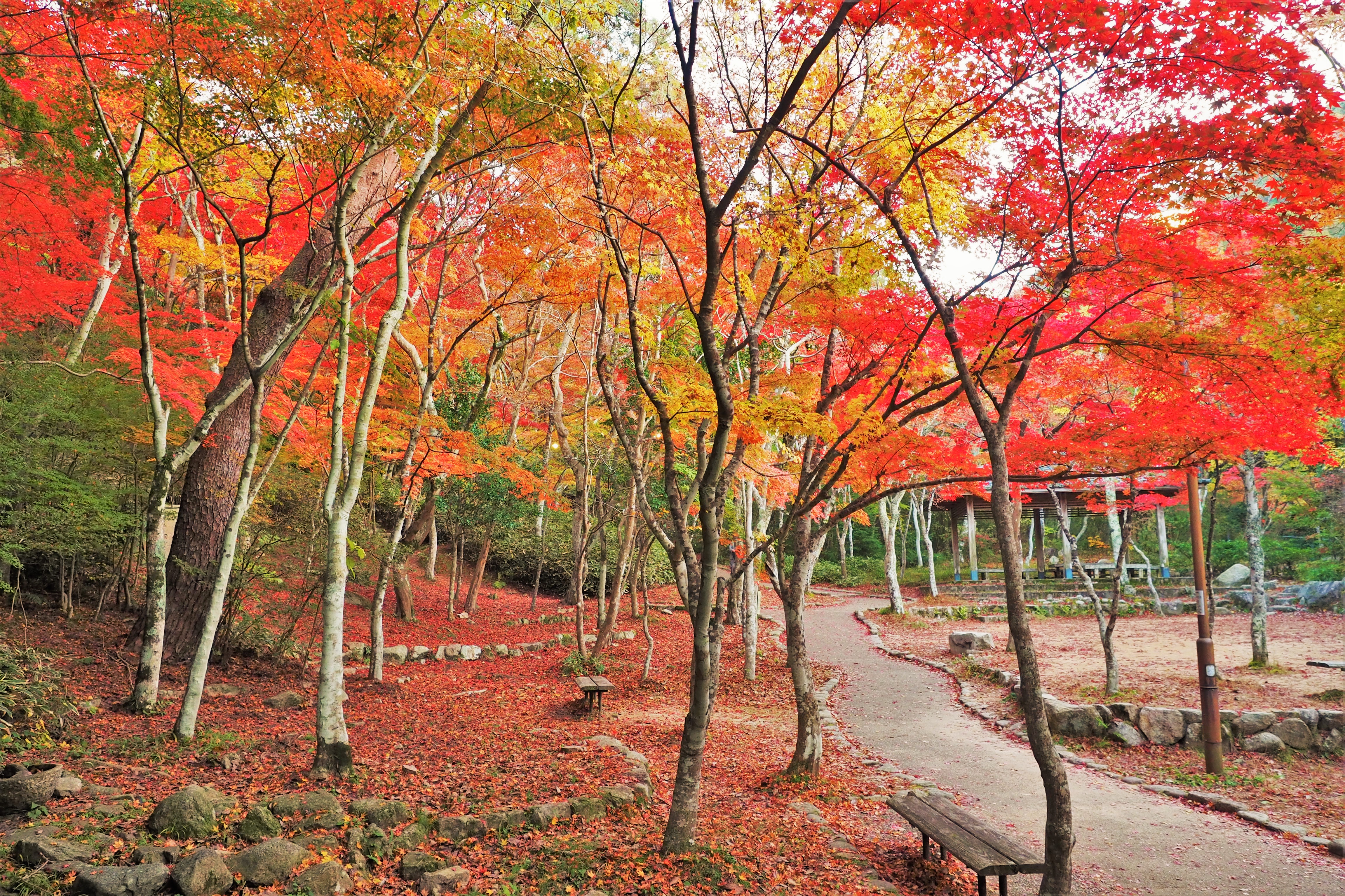 瑞宝寺公園の紅葉